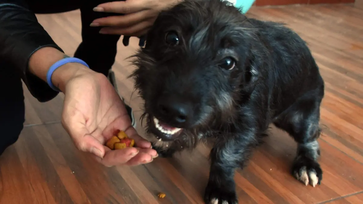 Estudiantes de la UQI invitan a irapuateses a donar croquetas para perros y gatos  (1)